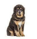 Sitting brown Tibetan mastiff dog, isolated on white