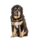 Sitting brown Tibetan mastiff dog, isolated