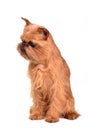 Sitting Brussels Griffon puppy