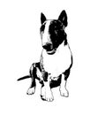 A Sitting Bull Terrier Dog Portrait in black and white Royalty Free Stock Photo