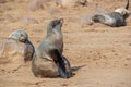 Sitting Cape fur seal, Arctocephalus pusillus, on rocks in soft warm light. Cape cross, Skeleton Coast, Namibia Royalty Free Stock Photo