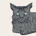 Sitting cat , hand draw sketch vector. Royalty Free Stock Photo