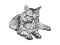 Sitting cat , hand draw sketch vector. Royalty Free Stock Photo