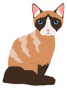 Sitting cat icon. Siamese breed. Domestic animal
