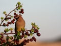 Sitting Cedar Waxwing Royalty Free Stock Photo