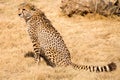 Sitting cheetah in Africa