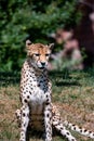 Sitting cheetah in Africa. Sitting cheetah in wild bush in South Africa