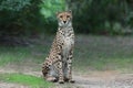 sitting cheetah sitting on background of the forest