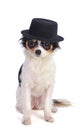 Sitting Chihuahua with black hat