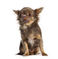 Sitting Chihuahua looking away, isolated on white