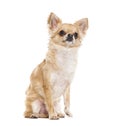 Sitting Chihuahua looking up, isolated on white
