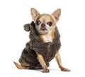 Sitting Chihuahua wearing a winter coat, Isolated on white