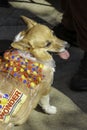 A sitting corgi in costume dressed as a loaf of Wonder Bread.