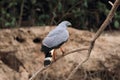 Sitting crane hawk in the Pantanal