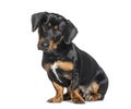 Sitting Crossbreed dog, Rotweiler crossed with Dachshund, looking at the camera, isolated on white