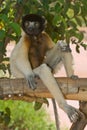 Sitting Crowned Sifaka Royalty Free Stock Photo