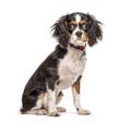 Sitting cute Cavalier King Charles Spaniel, isolated Royalty Free Stock Photo