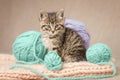 Sitting cute tabby kitten looking at the camera and colorful balls of yarn. Low angle view indoors Royalty Free Stock Photo