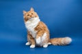 Sitting cute white-orange cat looking up and lifting a paw up Royalty Free Stock Photo