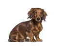 Sitting dachshund looking questioning