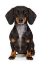 Sitting dachshund or sausage dog