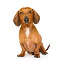 Sitting dachshund or sausage dog