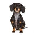 Sitting dachshund or sausage dog