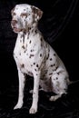 Sitting dalmatian