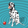 Sitting dalmatian with a ball