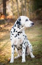 Sitting Dalmatian Royalty Free Stock Photo