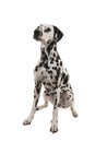 Sitting Dalmatian dog looking up on a white background seen from the side Royalty Free Stock Photo