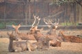 Sitting Deer in the Zoo