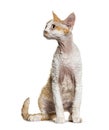 Sitting Devon rex cat looking away, isolated on white