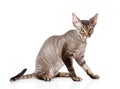 Sitting devon rex cat. looking at camera. isolated