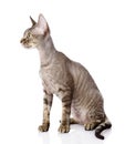 Sitting devon rex cat. looking left. Royalty Free Stock Photo