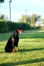 Sitting dobermann at leash