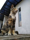 Sitting docile domestic stray cat at park