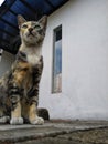 Sitting docile domestic stray cat at park