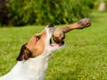 Sitting dog catching big bone as a reward Royalty Free Stock Photo