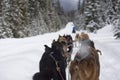 Dog sledding - Great divide Lake Louise, Canada