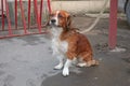 Sitting dog waiting for the store owner Royalty Free Stock Photo