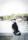 Sitting dog watches the lake from the pier waiting for boats to return Royalty Free Stock Photo