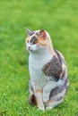 Sitting Domestic Cat Royalty Free Stock Photo