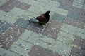 A sitting dove on a cobblestone alley