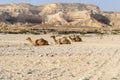 Sitting dromedaries in Wadi Ash Shuwaymiyah (Oman) Royalty Free Stock Photo