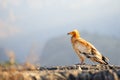 Sitting Egyptian Vulture Neophron percnopterus in Socotra isla