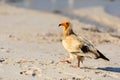 Sitting Egyptian Vulture Neophron percnopterus in Socotra isla