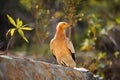 Sitting Egyptian Vulture (Neophron percnopterus) in Socotra island, Yemen