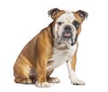 Sitting English Bulldog looking at the camera, isolated on white