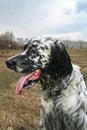 Sitting english setter. Siberia.